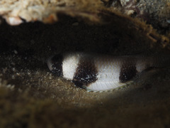 Amblypomacentrus breviceps