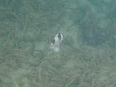 Amblypomacentrus breviceps