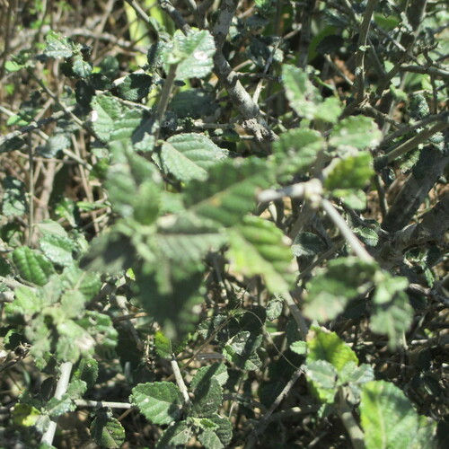 Image of Bernardia myricifolia by (c) Ricardo Jaimes-López, some rights reserved (CC BY)