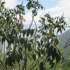 Decatropis bicolor, photograph (c) Ricardo Jaimes-López, some rights reserved (CC BY)