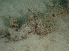 Scorpaenopsis macrochir