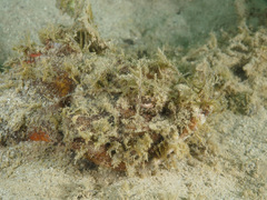 Scorpaenopsis macrochir