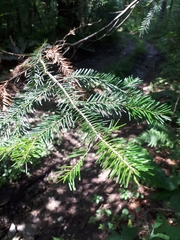 Abies nephrolepis