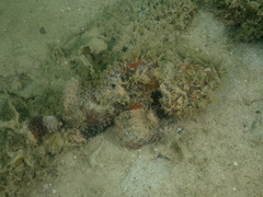 Scorpaenopsis macrochir