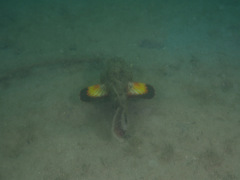 Scorpaenopsis macrochir