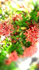 Ixora coccinea