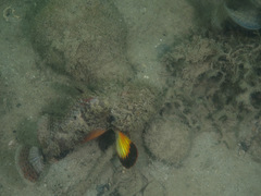 Scorpaenopsis macrochir
