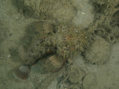 Scorpaenopsis macrochir