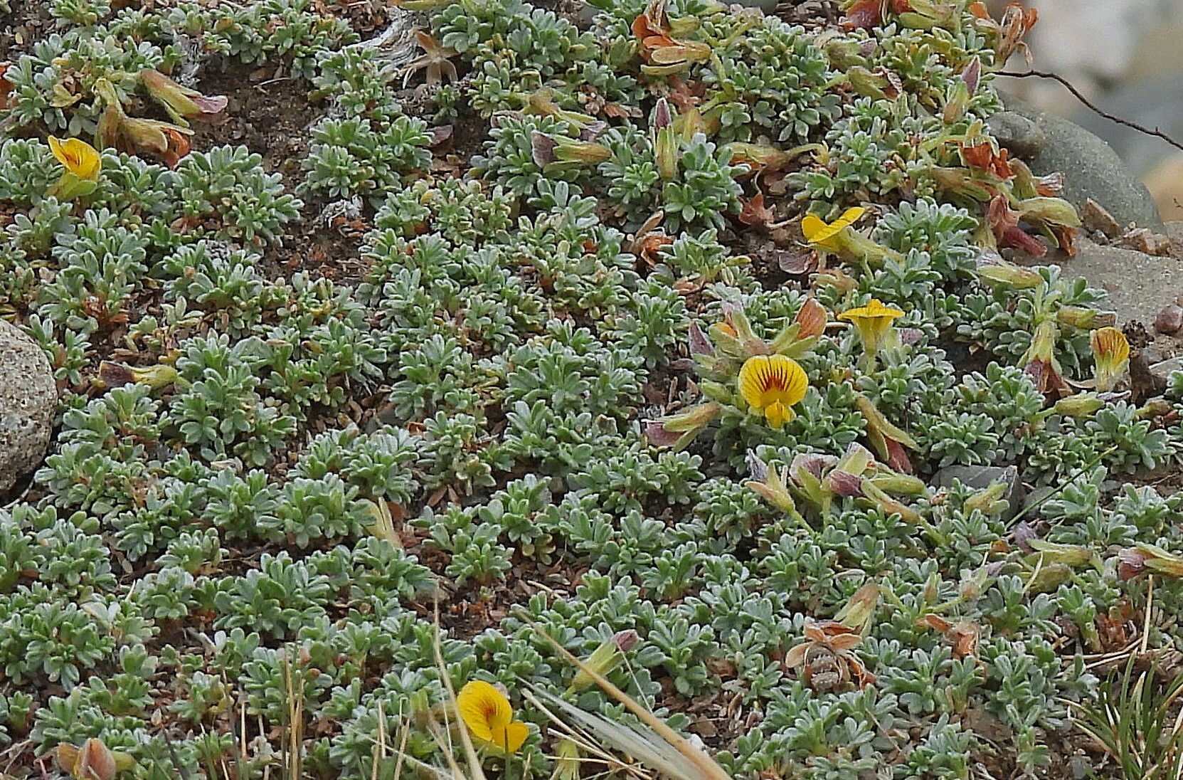 Adesmia ameghinoi