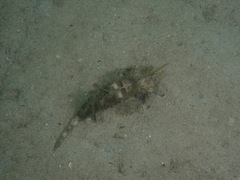 Dactylopus kuiteri