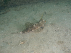 Dactylopus kuiteri