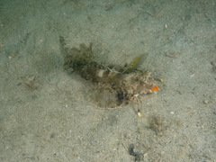 Dactylopus kuiteri