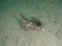 Dactylopus kuiteri