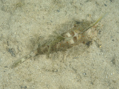 Dactylopus kuiteri