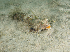 Dactylopus kuiteri