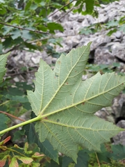 Acer ukurunduense