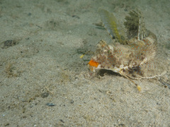 Dactylopus kuiteri