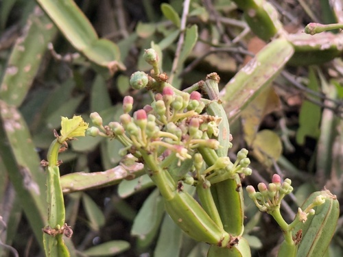 Foto de Cacto uva