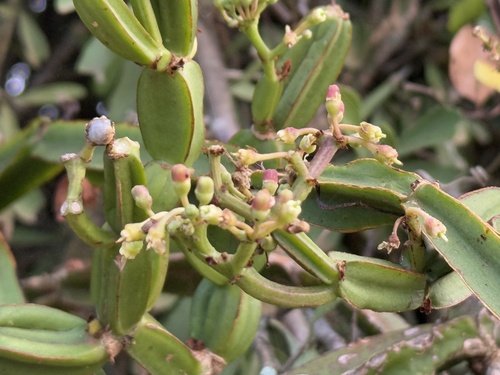 Foto de Cacto uva