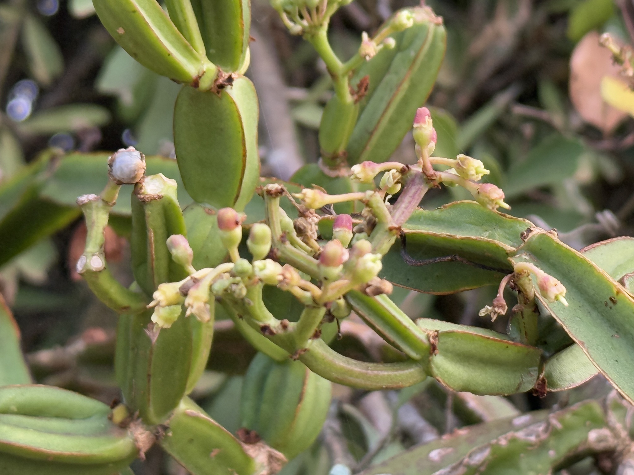 Imagem de Cacto uva