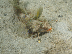 Dactylopus kuiteri