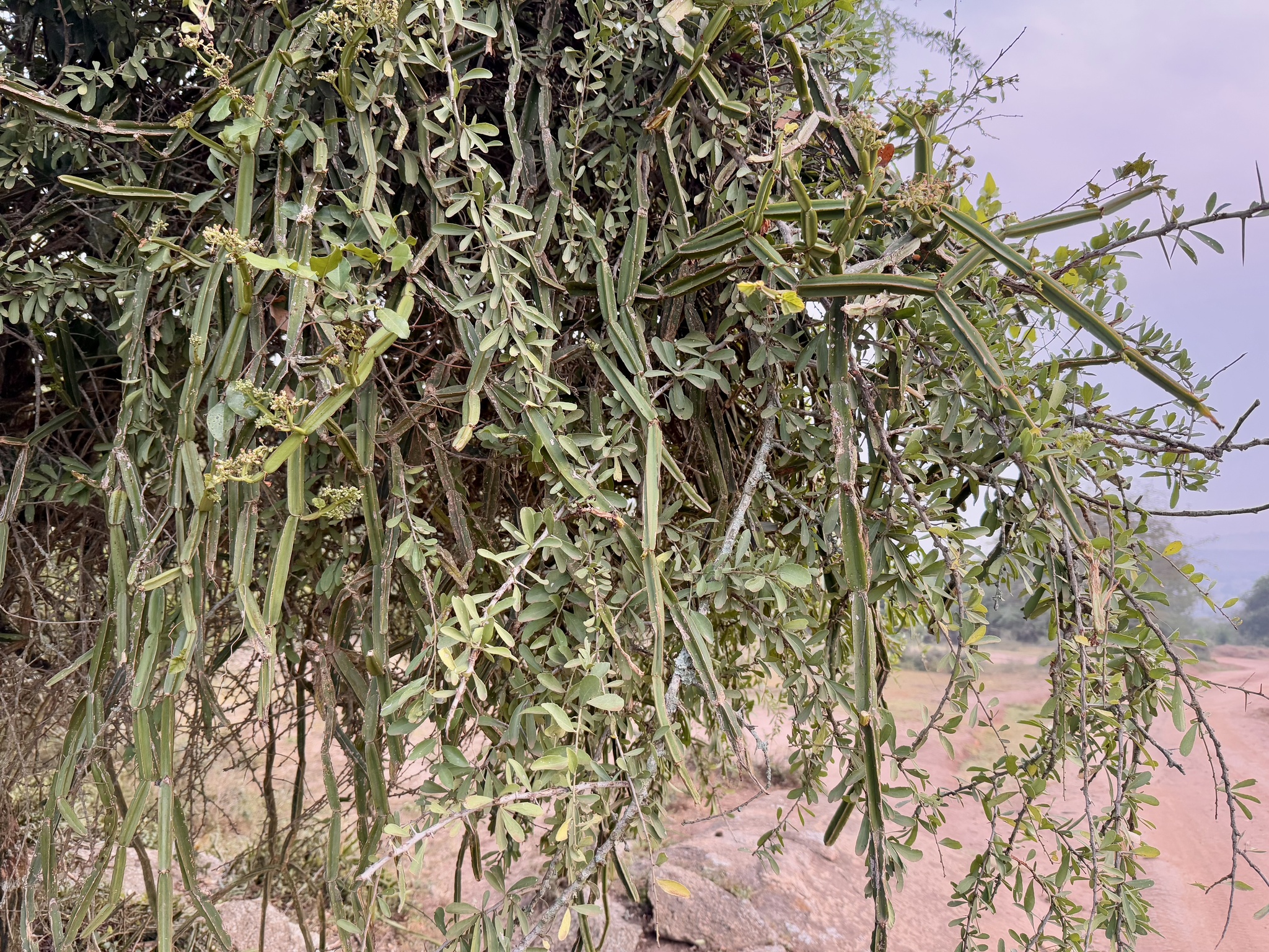 Imagem de Cacto uva