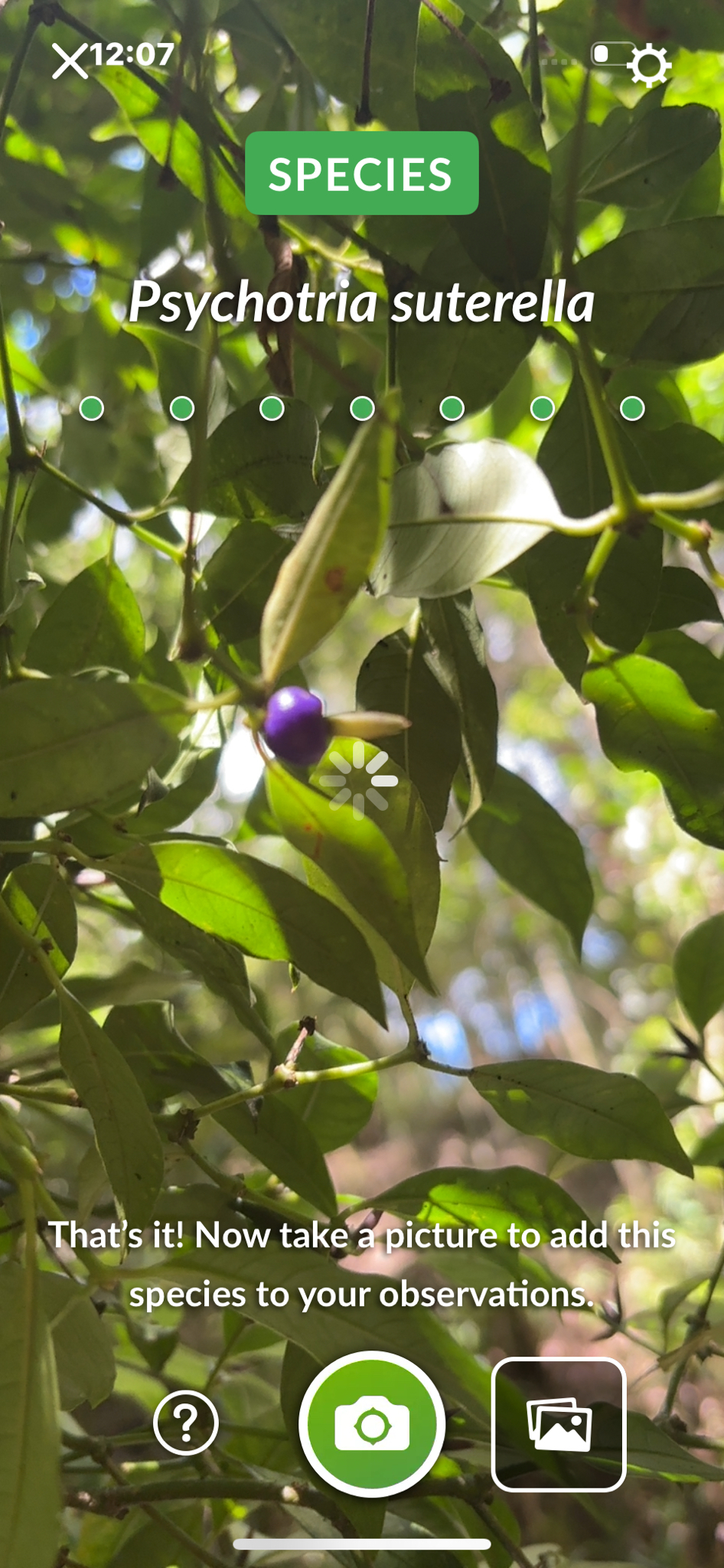 Psychotria suterella