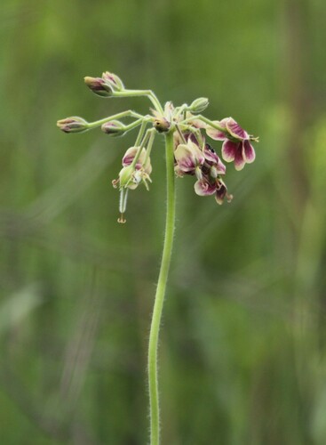 Image of Pelargonium schlechteri by (c) scaup, some rights reserved (CC BY)