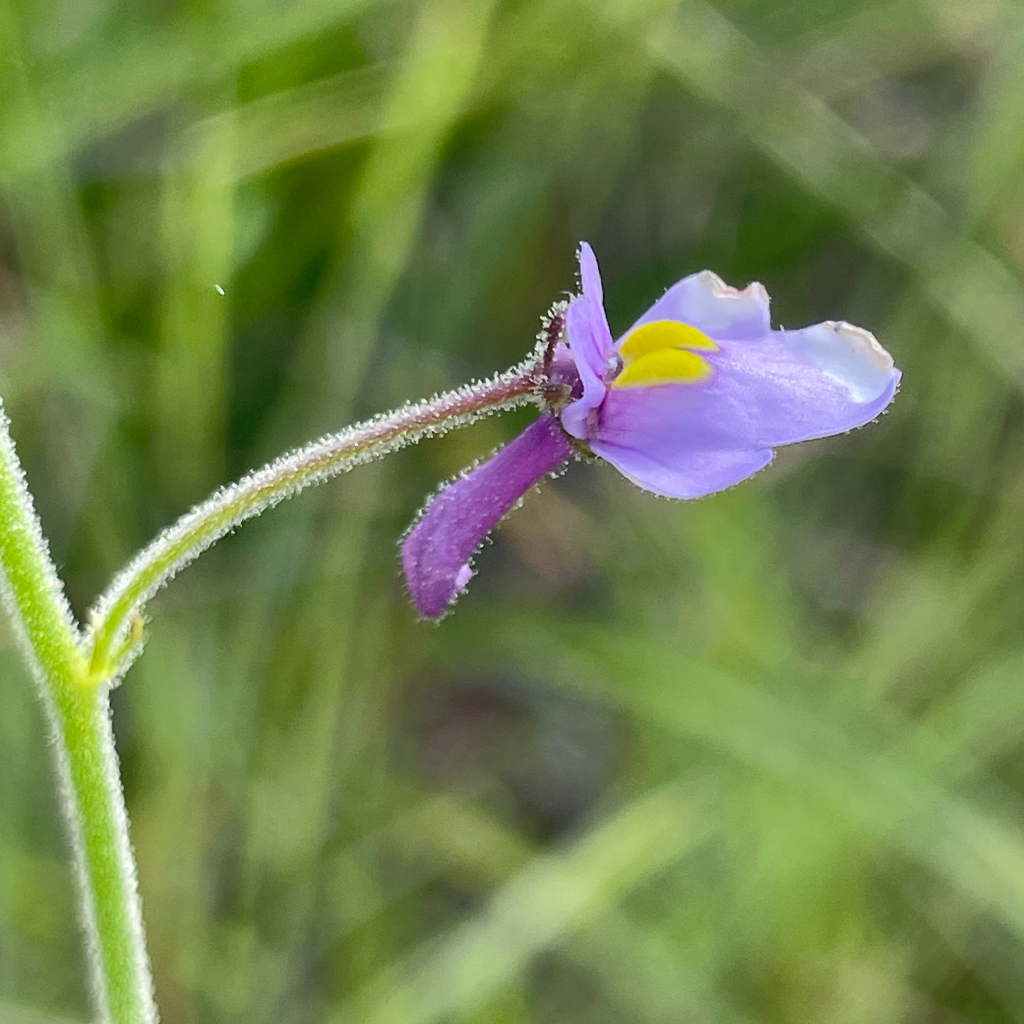 Genlisea flexuosa Rivadavia, Gonella & A.Fleischm. 3