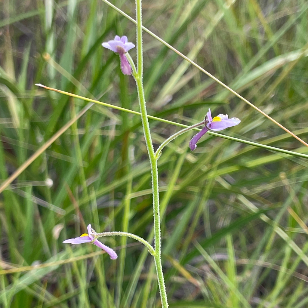 Genlisea flexuosa Rivadavia, Gonella & A.Fleischm. 4