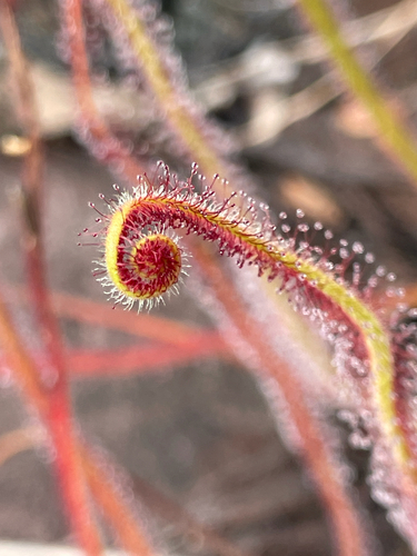 Drosera graminifolia