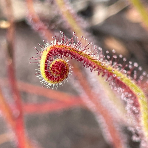 Drosera graminifolia