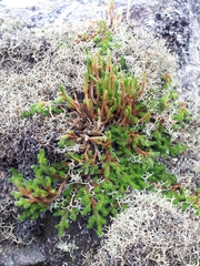 Selaginella sibirica