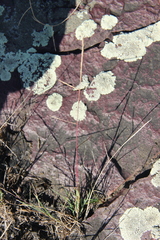 Schedonnardus paniculatus