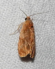 Olethreutes nitidana