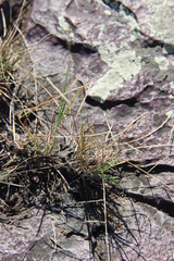 Schedonnardus paniculatus