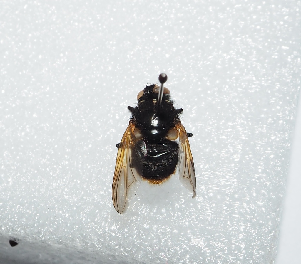 Mesembrina aurocaudata