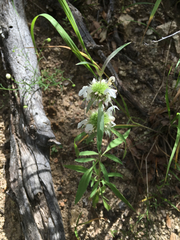 Monarda citriodora austromontana