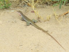 Aspidoscelis gularis