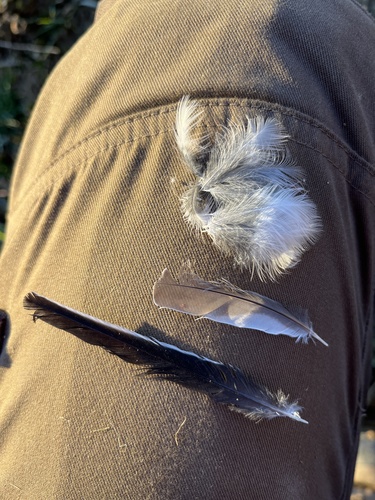 Plume de Bergeronnette grise