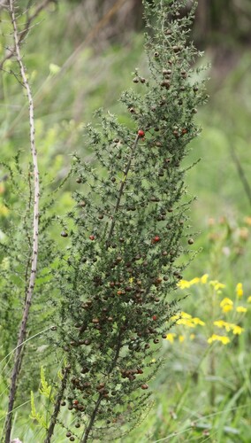 Image of Asparagus africanus by (c) scaup, some rights reserved (CC BY)