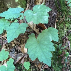 Tiarella stolonifera