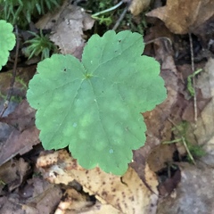 Tiarella stolonifera