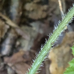 Tiarella stolonifera