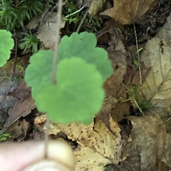 Tiarella stolonifera