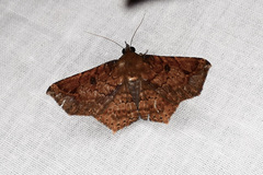 Euclystis proba
