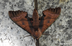 Marumba gaschkewitschii