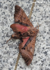 Marumba gaschkewitschii