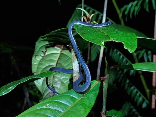 Ecuador Frog-eating Snake
