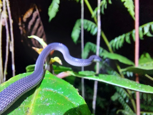 Ecuador Frog-eating Snake